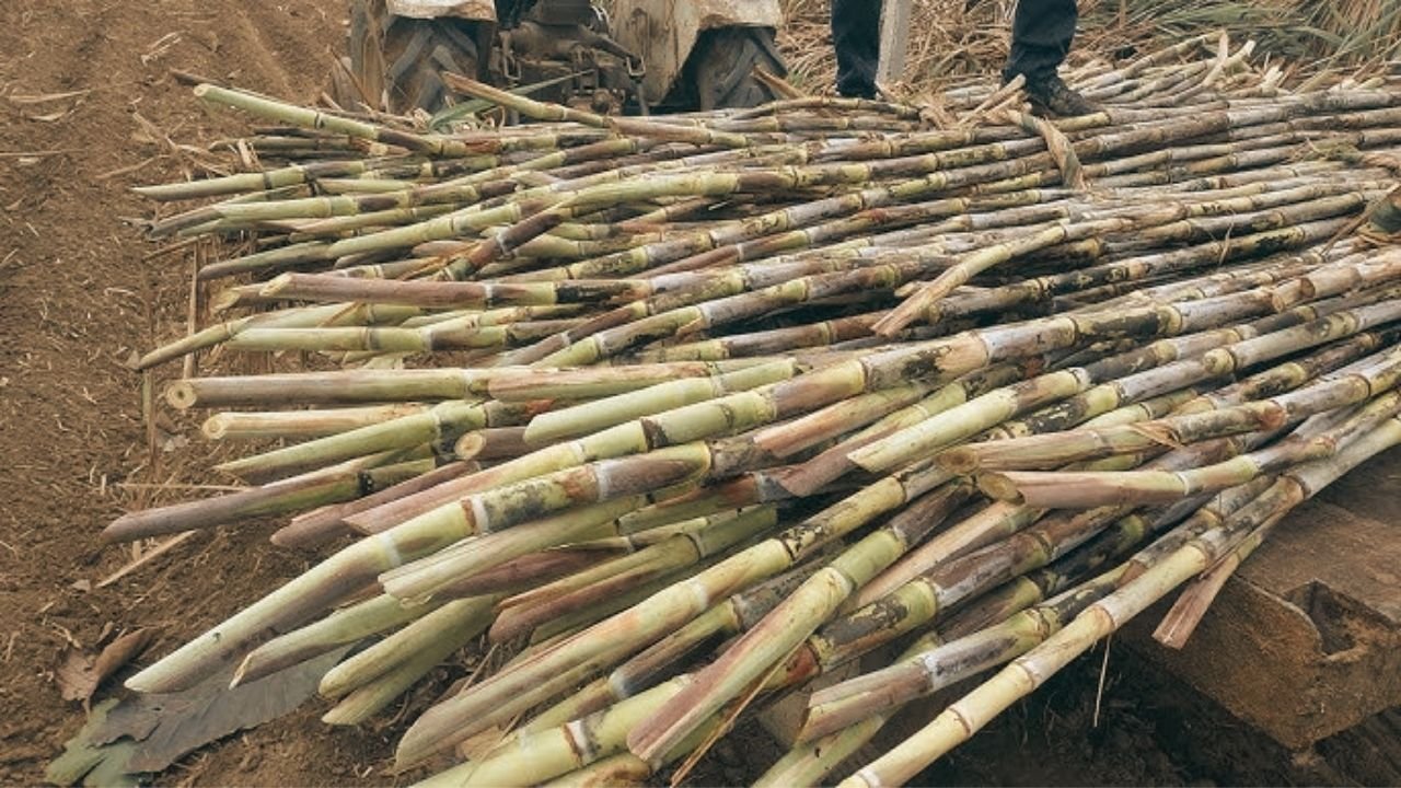 Sugarcane
