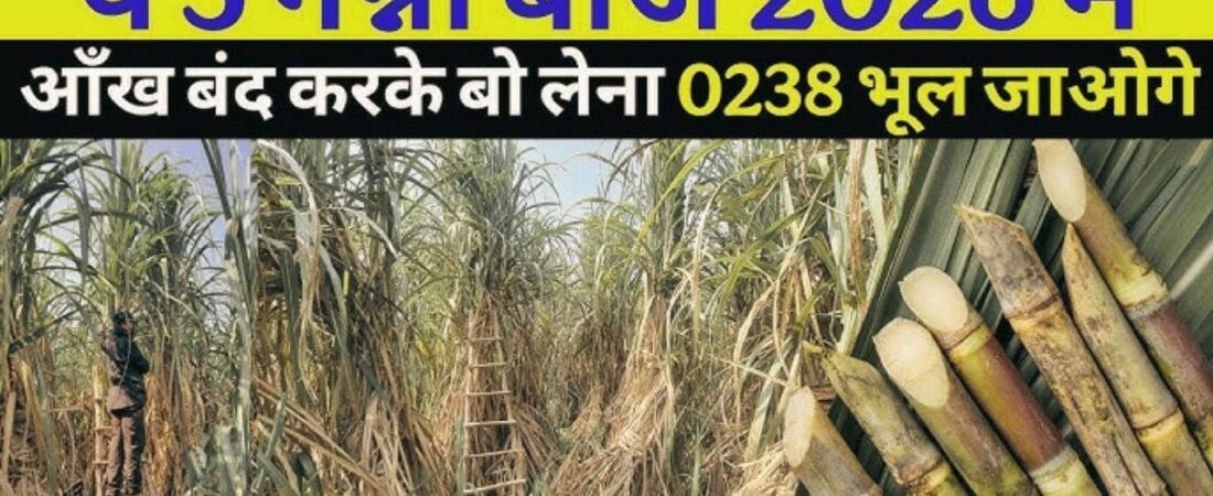 Best Sugarcane Varieties for UP Farmers in 2026, गन्ने की कौन की वैरायटी लेगी CO-0238 की जगह?