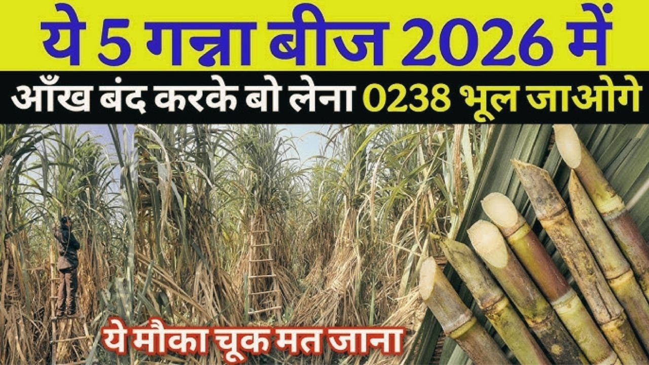 Best Sugarcane Varieties for UP Farmers in 2026, गन्ने की कौन की वैरायटी लेगी CO-0238 की जगह?