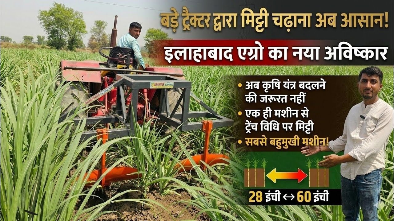 Sugarcane