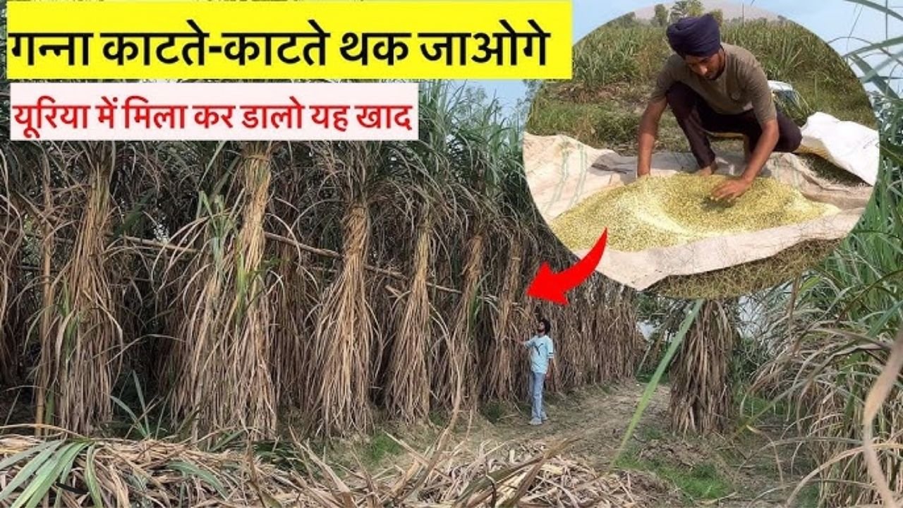 Sugarcane