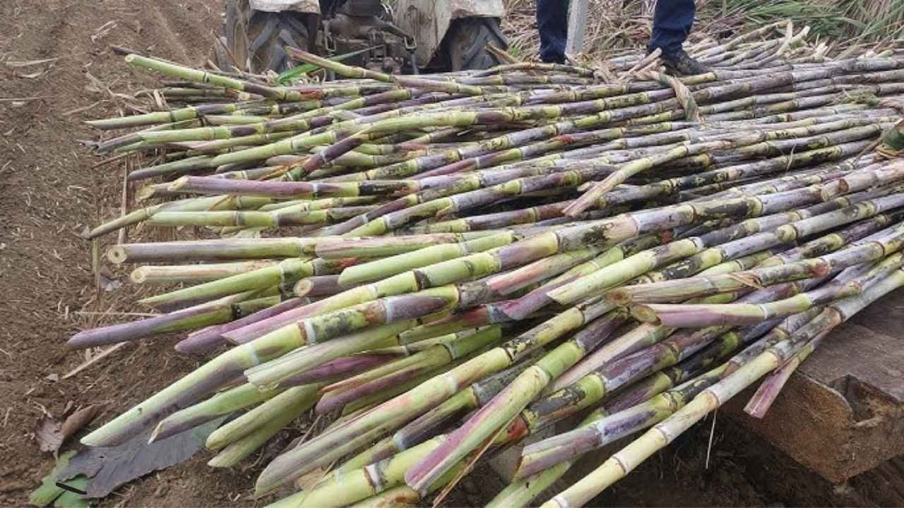 Sugarcane