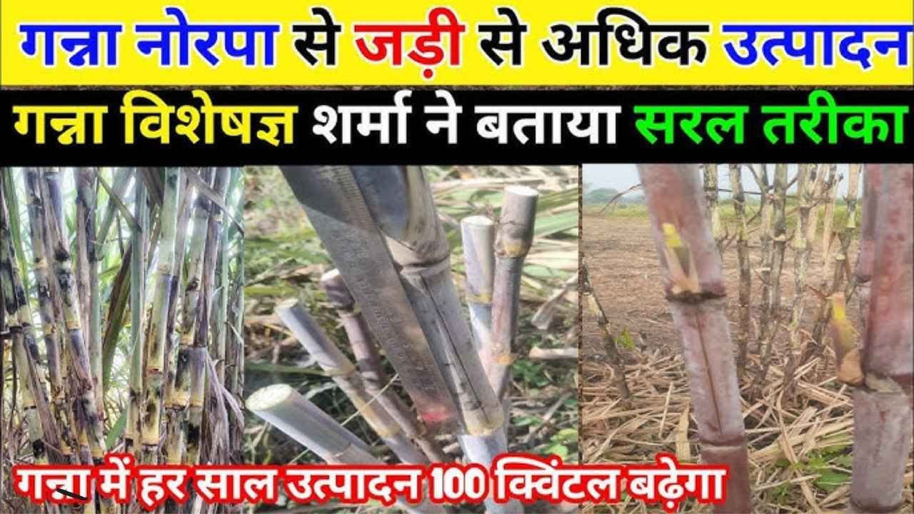 Sugarcane