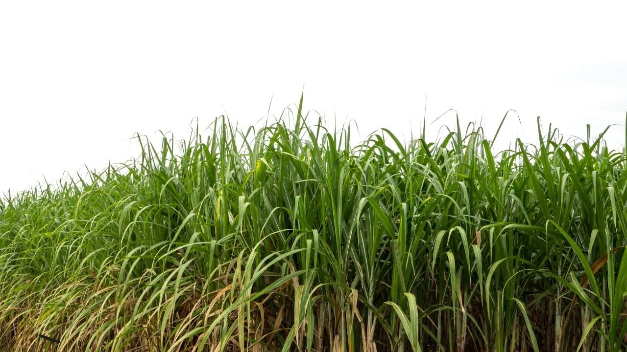 Sugarcane