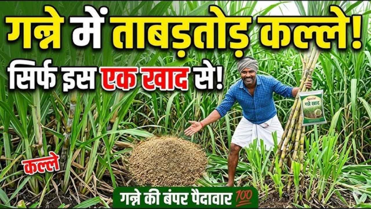 चौथी बार की पैड़ी गन्ने से पैदावार