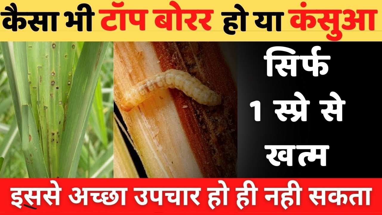 Top Borer