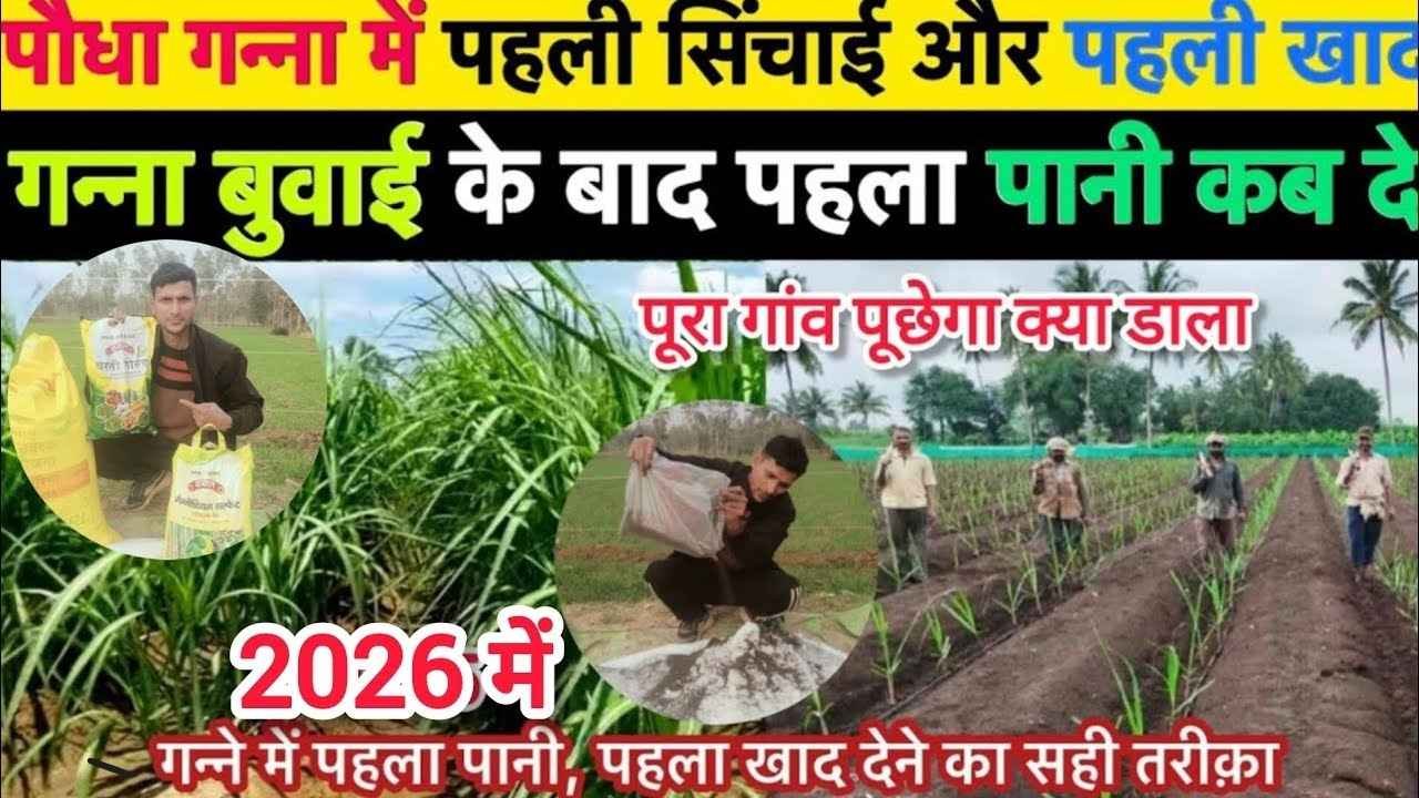 Sugarcane First Fertilizer Dose