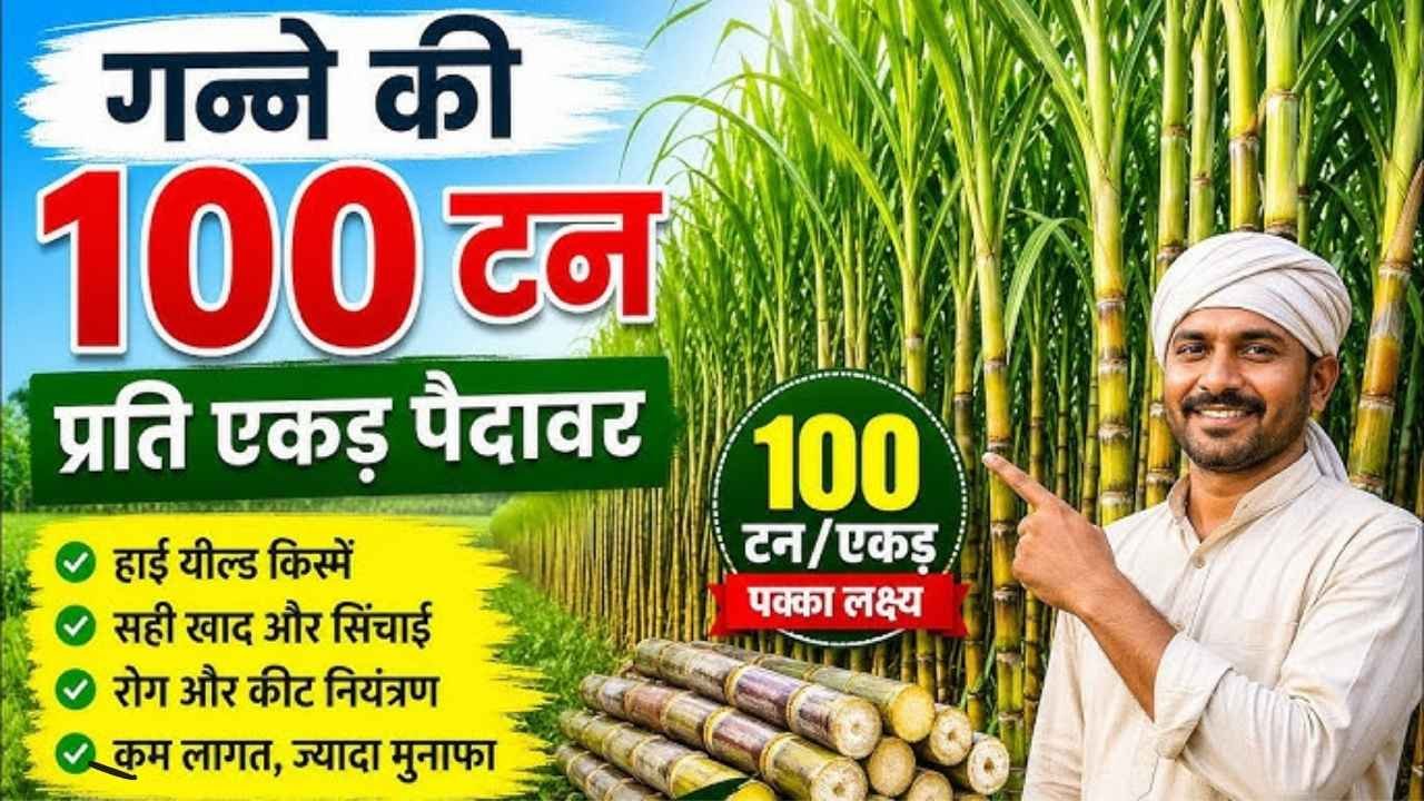 Sugarcane Farming in Crisis?
