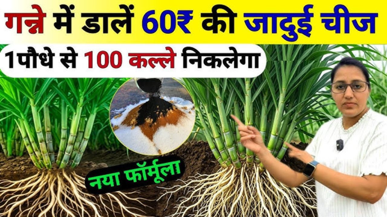 Sugarcane