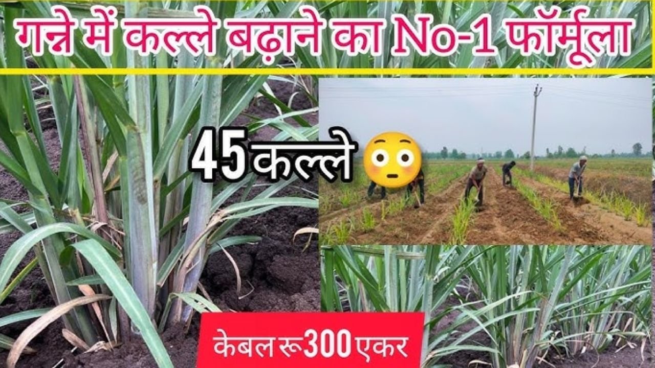 गन्ने में ज़बरदस्त कल्ले (tillers) पाने का आज़माया हुआ फ़ॉर्मूला |