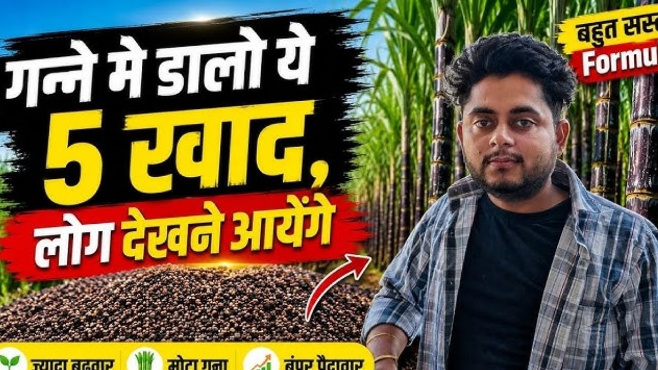 पूरे गांव में हलचल मच गई जब देखा ये गन्ना | सस्ता