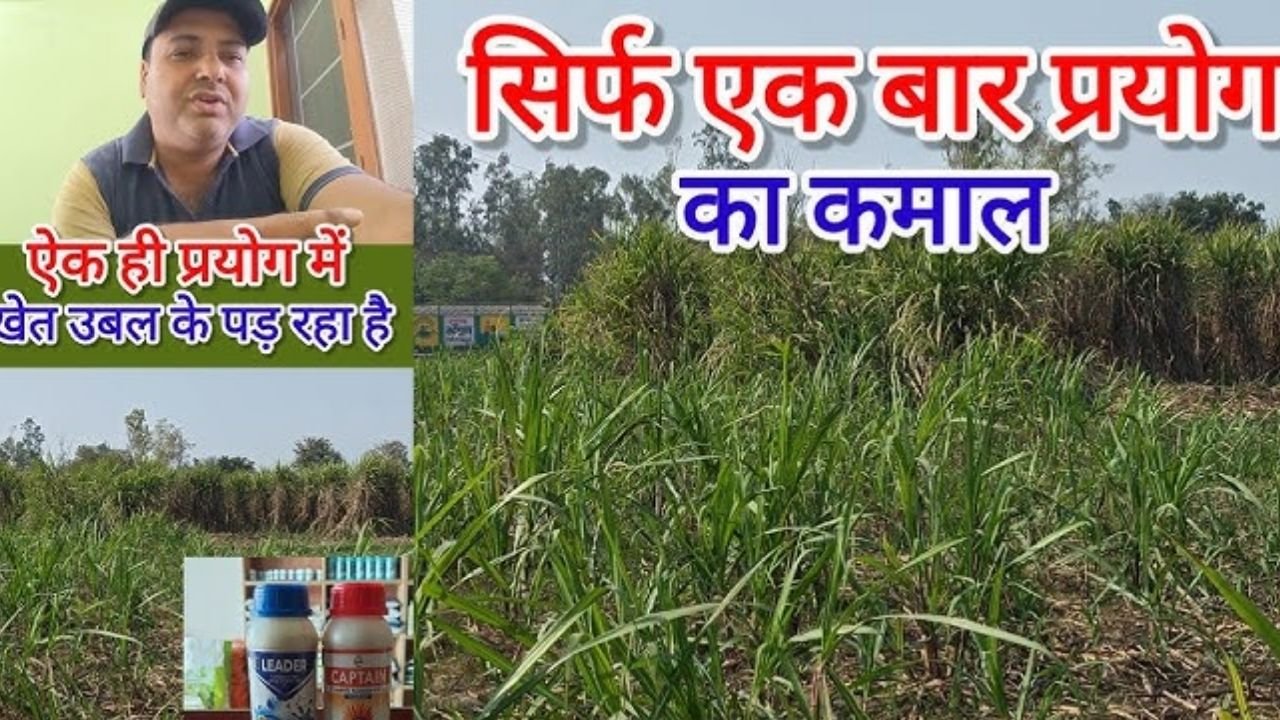 जब यह गन्ना दिखाई दिया, तो पूरे गाँव में हलचल मच गई।