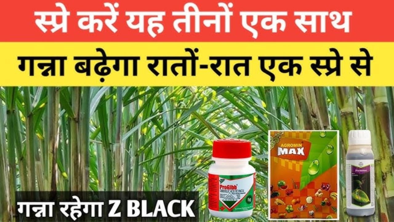 गन्नै में किया ग्रोथ प्रमोटर स्प्रे