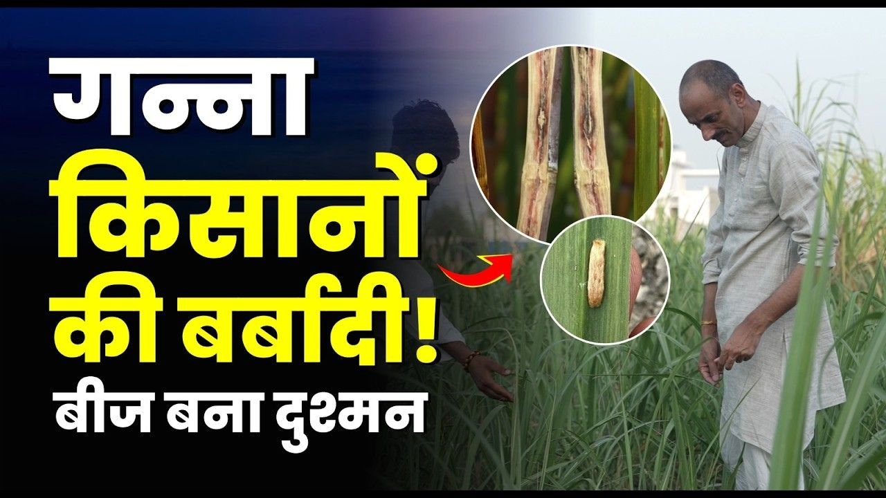 UP's sugarcane belt in crisis!