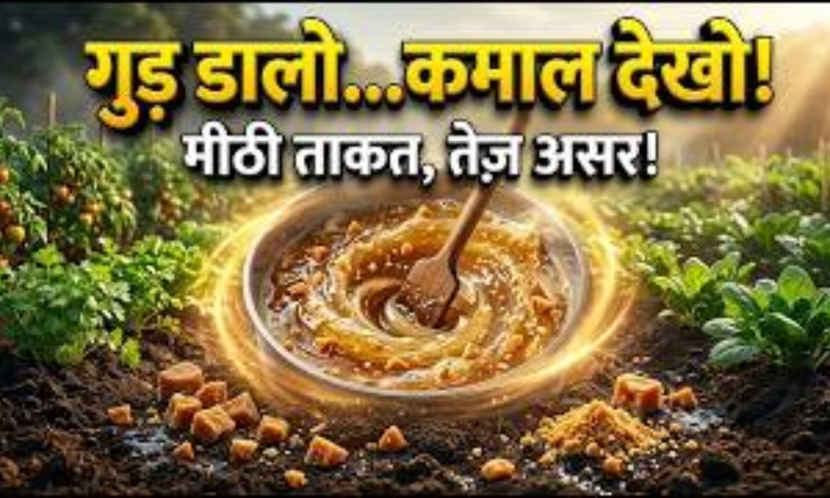 गुड़ डालते ही फसल में दिखेगा फर्क! मिट्टी की ताकत