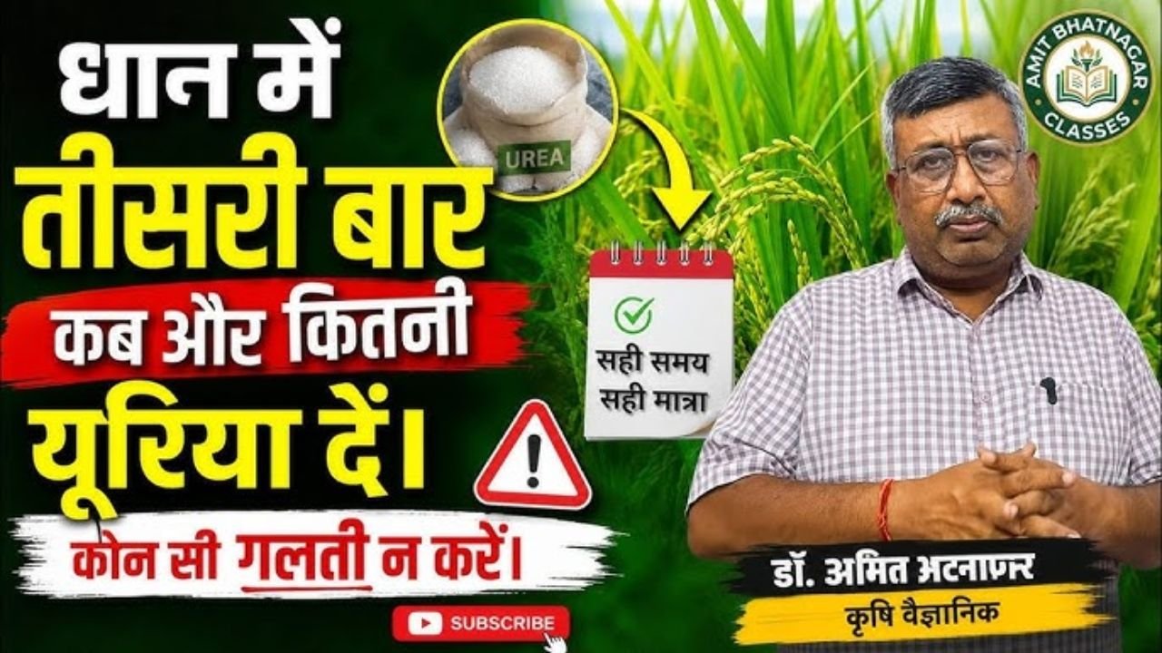 धान में तीसरी बार कब और कितनी यूरिया दें। कोन सी गलती न करें।