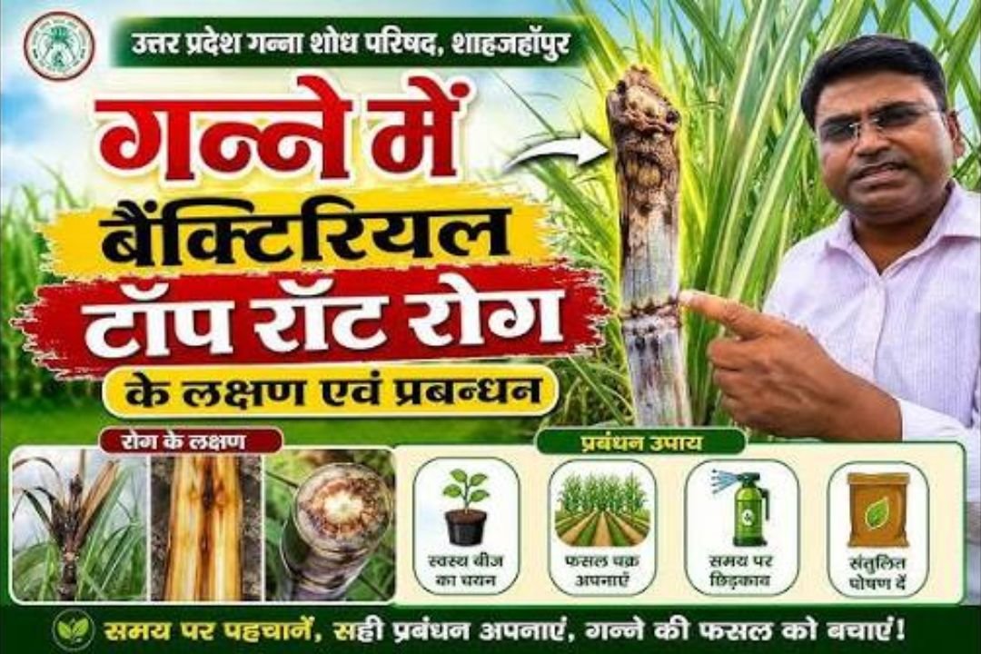 गन्ने में बैक्टिरियल टॉप रोट की पहचान ओर समाधान। Ganne me bectiriyal top rot ki dva