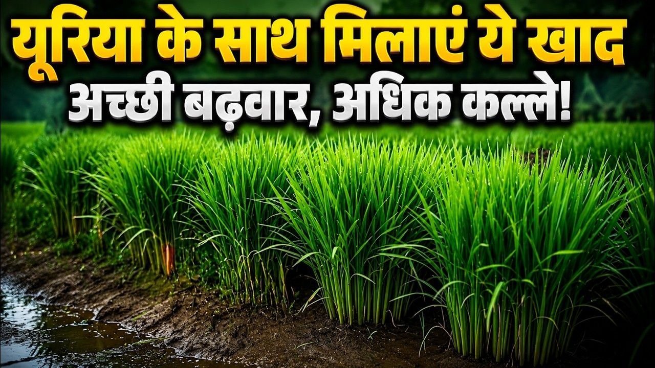 धान में यूरिया के साथ कौन सी खाद डालें? एक पौधे से भरपूर कल्ले निकालने का सही फॉर्मूला!