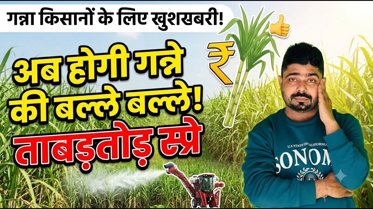 Increase Sugarcane Thickness and Length. Eliminate Fungus and Top Borer from Sugarcane with Just