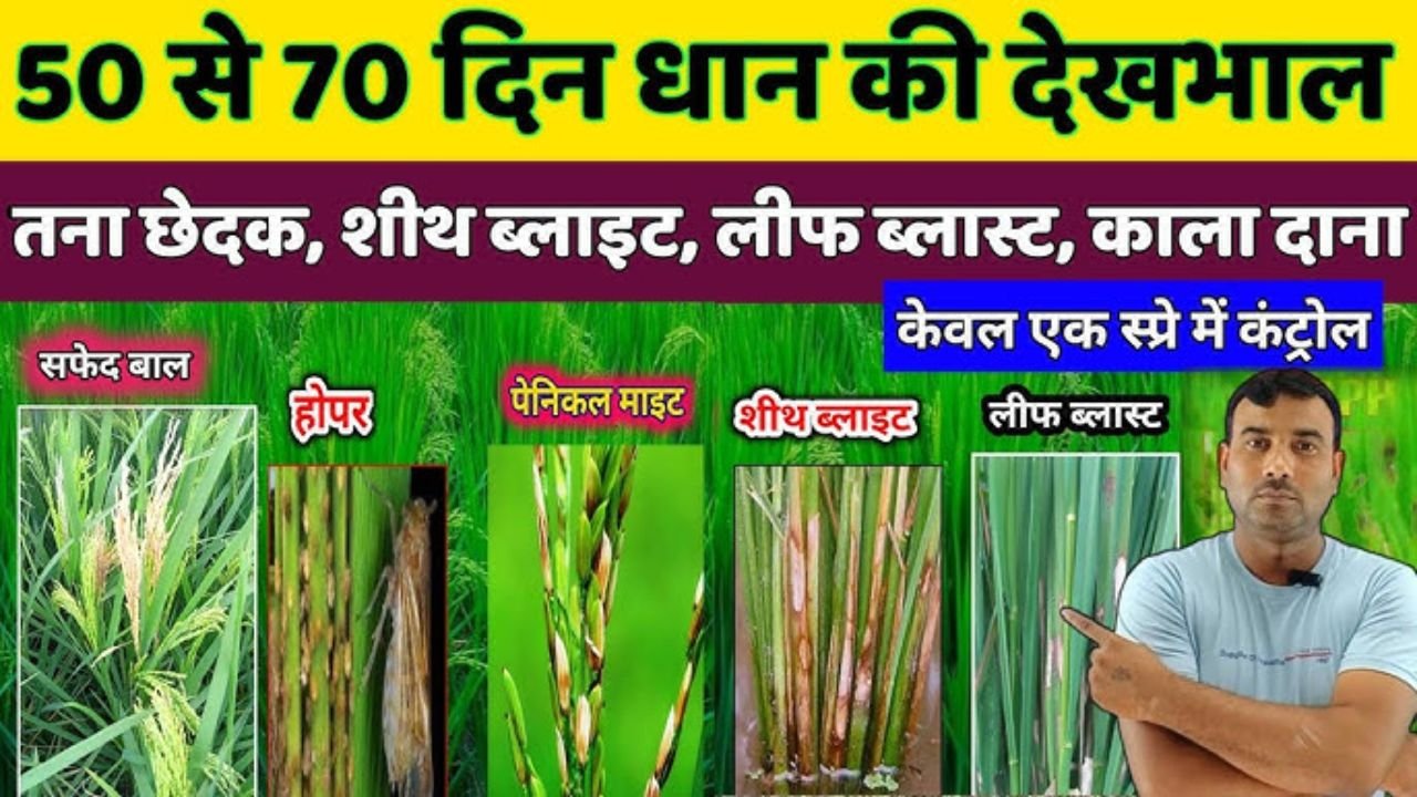 🌾धान में 50 55 दिन पर कौन सी Spray करें 🤯 कीट + बीमारी से बचाव का पूरा तरीका ✅