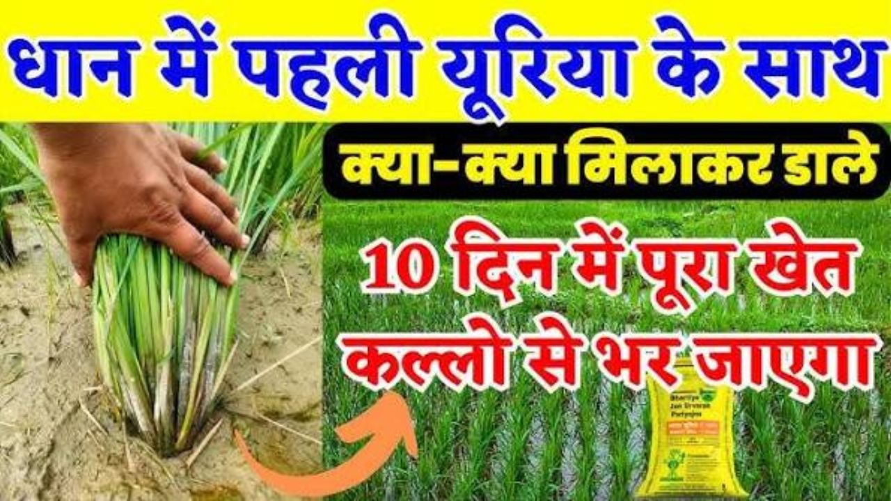 धान पागल हो जाएगा! यूरिया में मिलाकर डालें ये खाद, कल्ले देखकर चौंक जाएंगे |