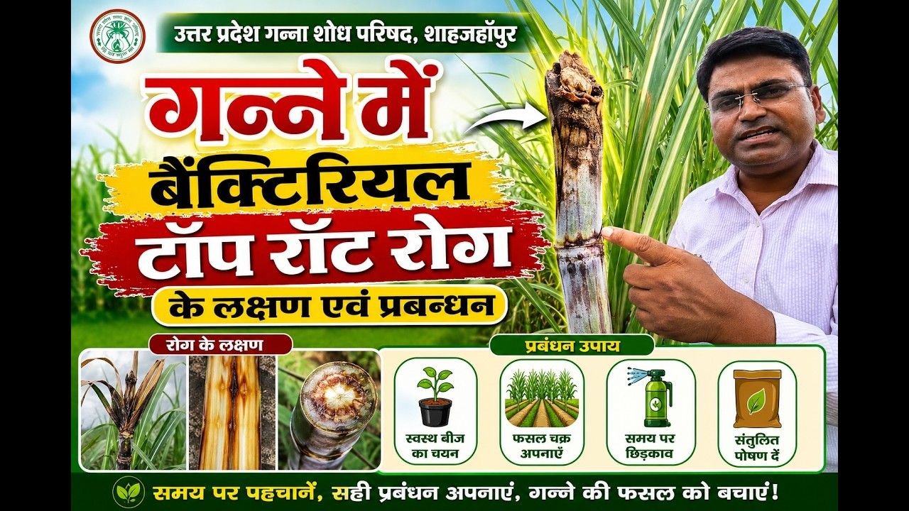 गन्ने में बैक्टिरियल टॉप रोट की पहचान ओर समाधान। Ganne me bectiriyal top rot ki dvai