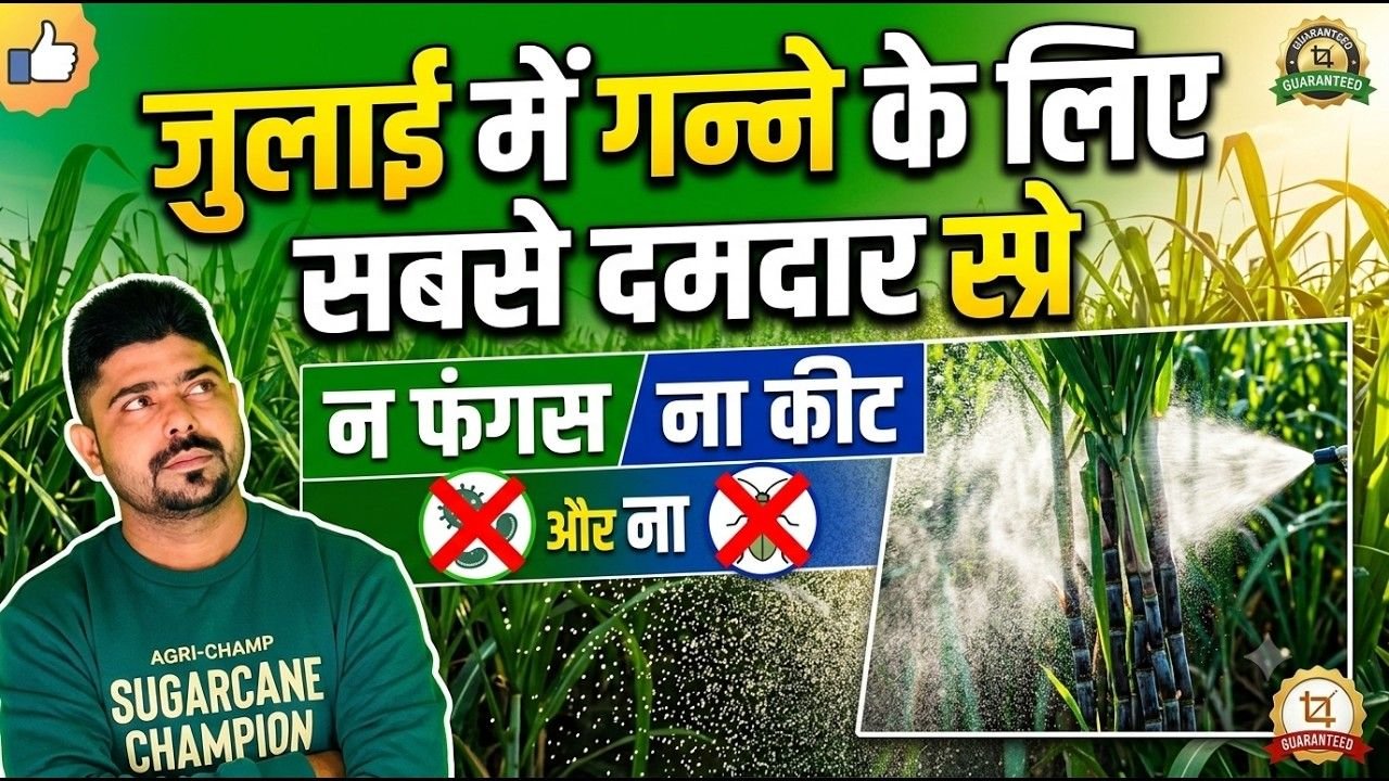 अगस्त महीने में लगा दे जबरदस्त डोज गन्ना हो जाएगा रॉकेट ओरिजिनल दवाई बदल सकती है गन्नकिसान की किस्मत