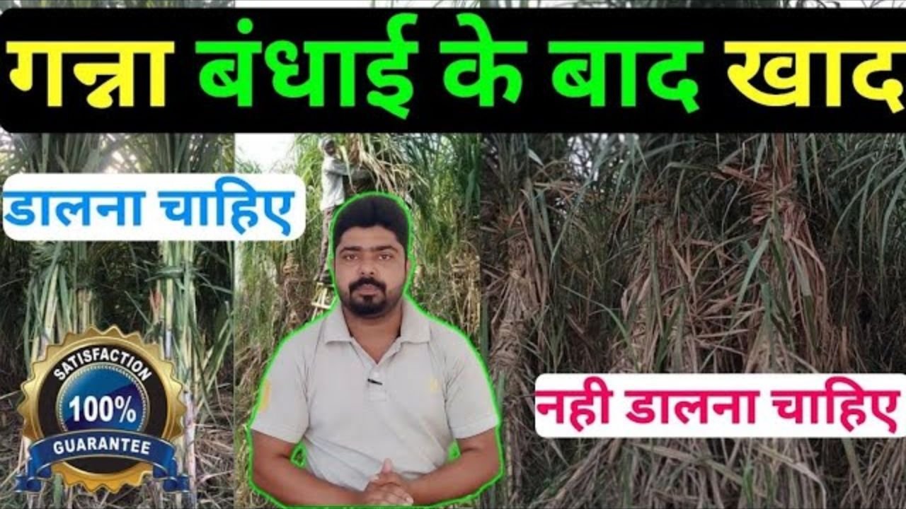 गन्ना बंधाई के बाद करें इन खाद और उर्वरक का प्रयोग।