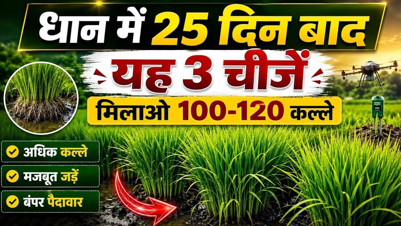 धान में यूरिया के साथ कौन सी खाद डालें? एक पौधे से भरपूर कल्ले निकालने का सही फॉर्मूला