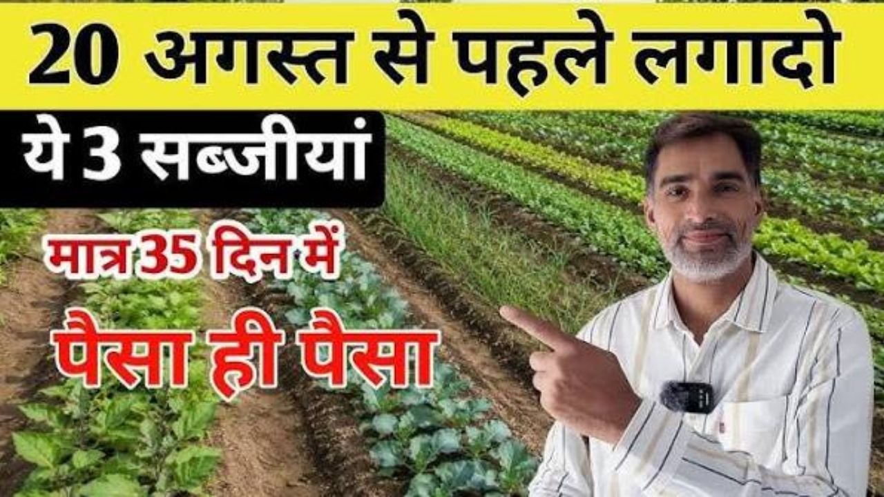 20 अगस्त से पहले लगादो यह 3 सब्जियां मात्र 35 दिन में पैसा ही पैसा, high डिमांड ज्यादा उत्पादन