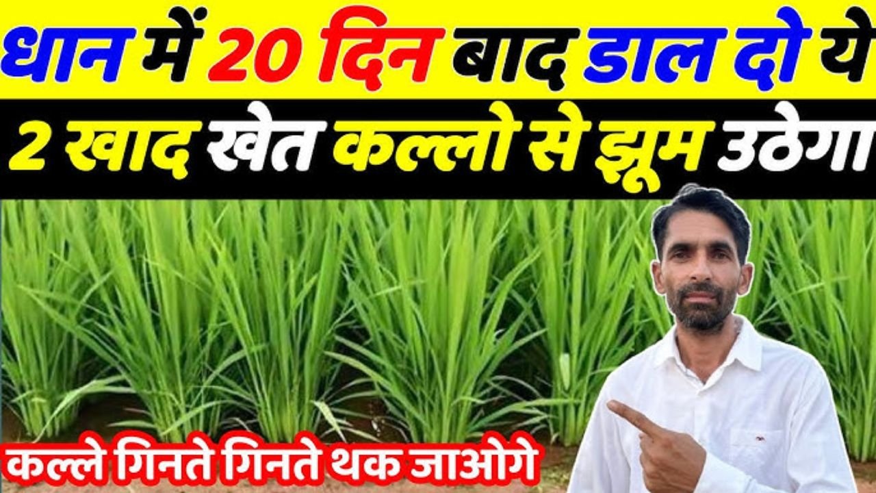 धान में कल्ले,फुटाव और ग्रोथ बढ़ाने का बेस्ट फॉर्मूला | Dhan Me Kalle kaise badhaye | Dhan ki kheti