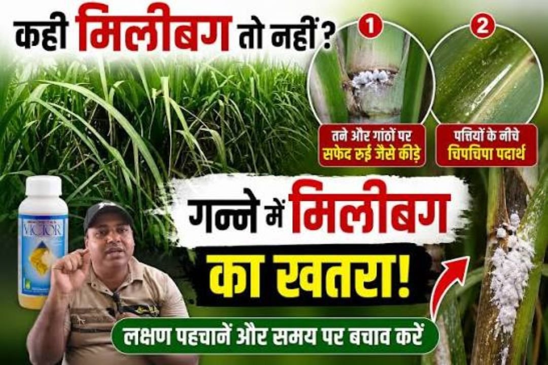 बरसात ओर उमस गन्ने में आने वाला है भयंकर रोग। Ganne me