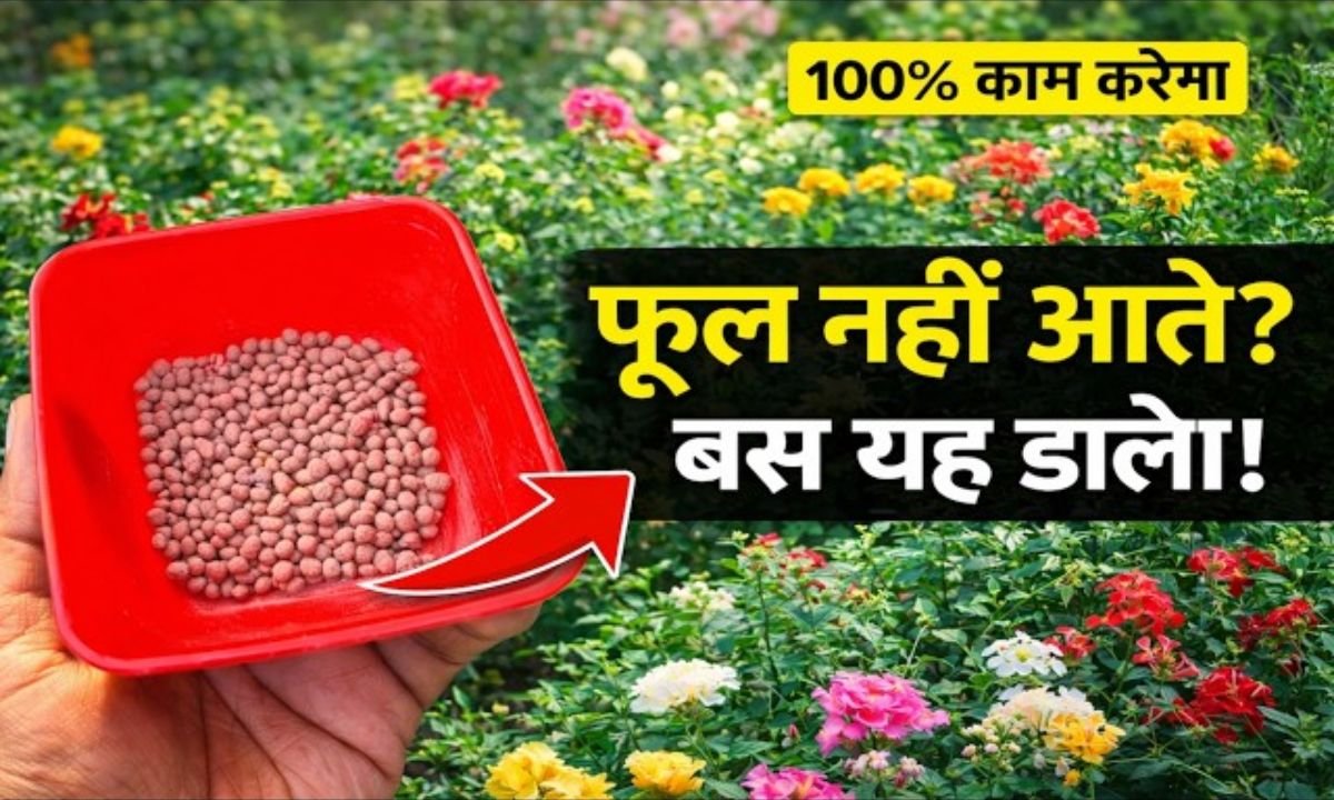 प्राथमिक पोषक तत्व: नाइट्रोजन, फास्फोरस और पोटाश