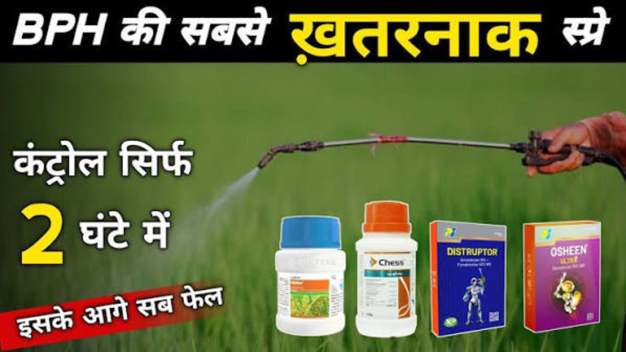 धान में भूरे माहू का भयंकर खतरा 😱 ये गलती बिल्कुल मत करना