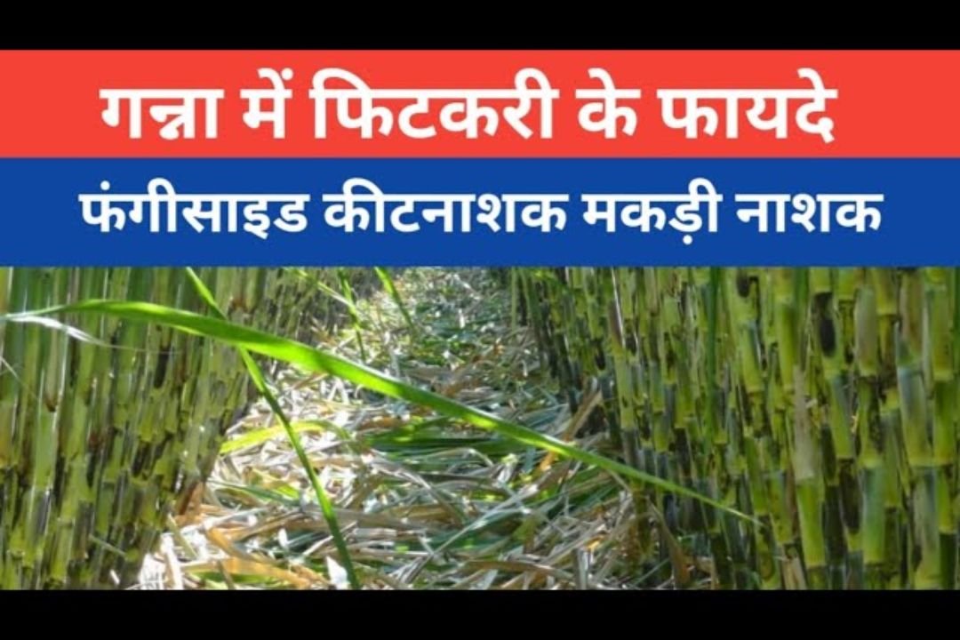 गन्ने में फिटकरी का सही प्रयोग। kheti Mein fitkari
