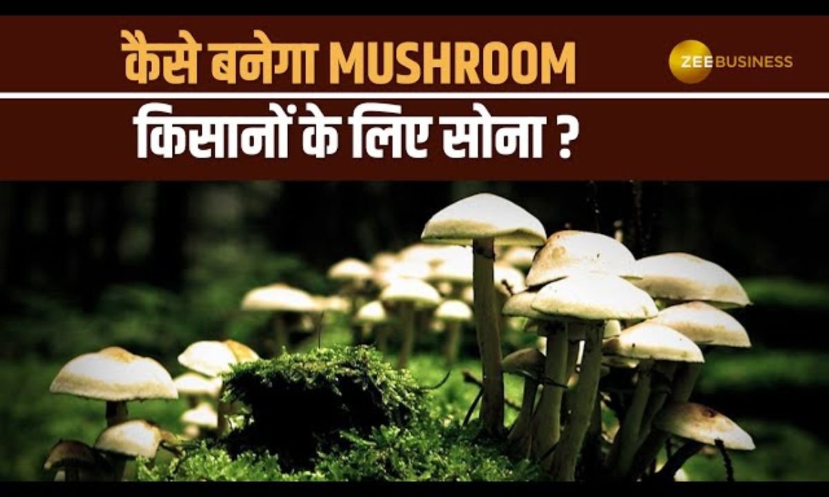 मशरूम खेती बनी किसानों की नई ताकत! | Profit, Loss