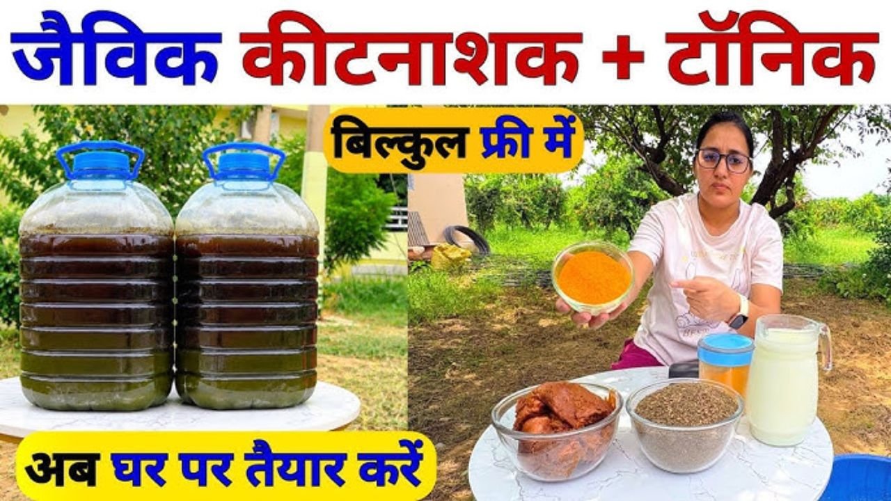 खेती में पावरफुल जैविक कीटनाशक और टॉनिक | Organic Insecticide & Fungicide | kapoor ka upyog