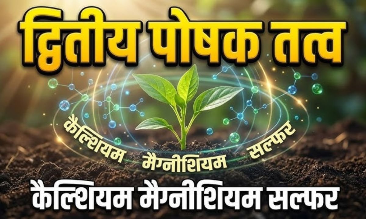 मिट्टी का काला सोना! 15 दिन में तैयार करें घर का ह्यूमिक