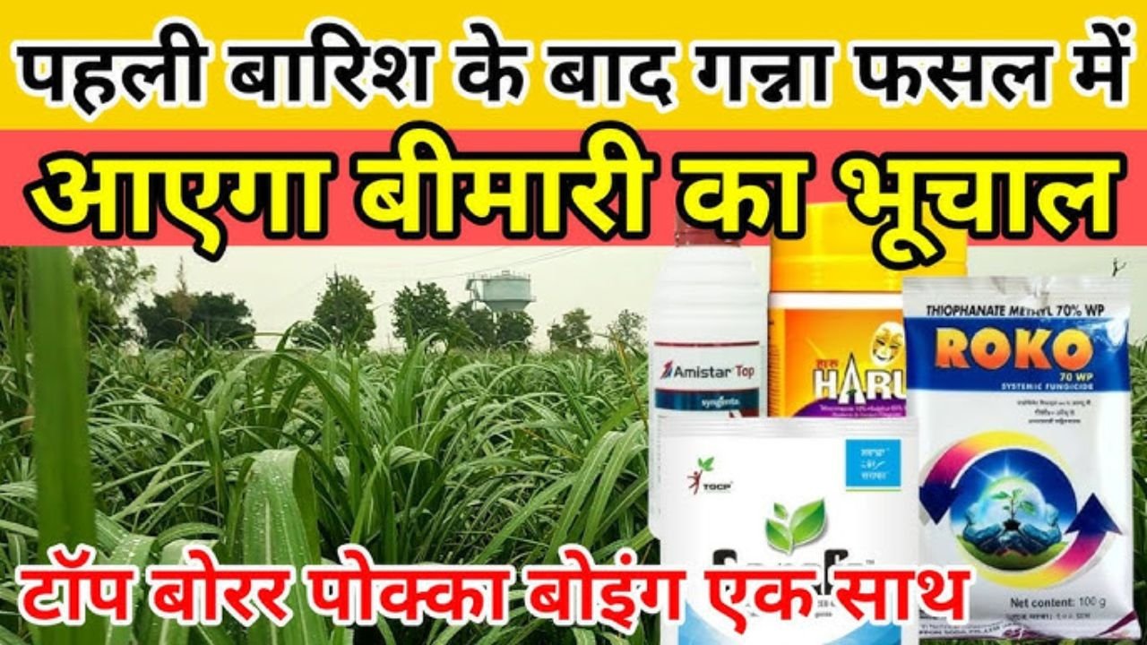 टॉप बोरर से भी खतरनाक है 0238 में ये बीमारी। Ganne me poka boing ki dvai kon si hai