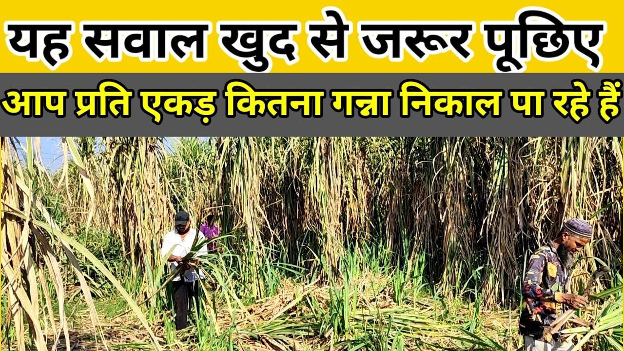 गन्ना बुवाई से कटाई तक ये 3 परिवर्तन हमेशा निकलेगा 100 प्लस। Jayada ganna kaise nikaale