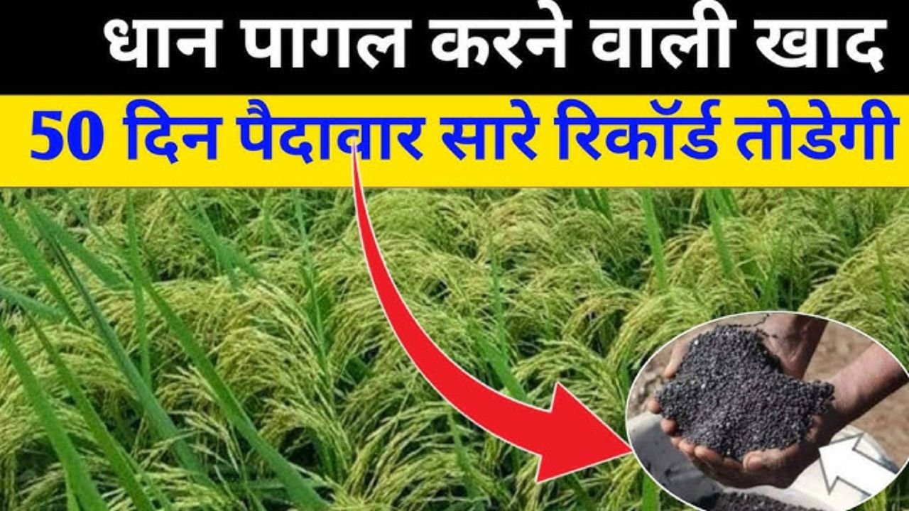 धान पागल करने वाली खाद 50 दिन के बाद डालें, पैदावार हर साल से ज्यादा