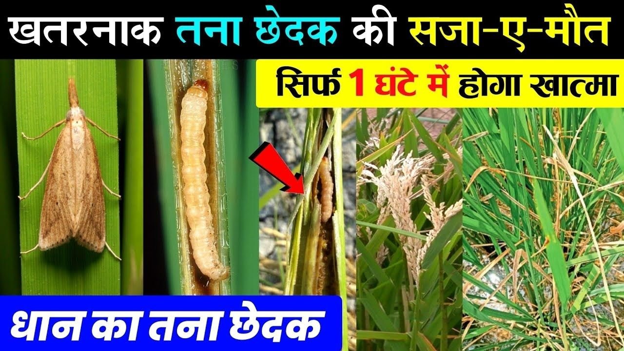 धान में तना छेदक का खतरनाक प्रकोप! | Stem Borer Control | Best Insecticide Combination