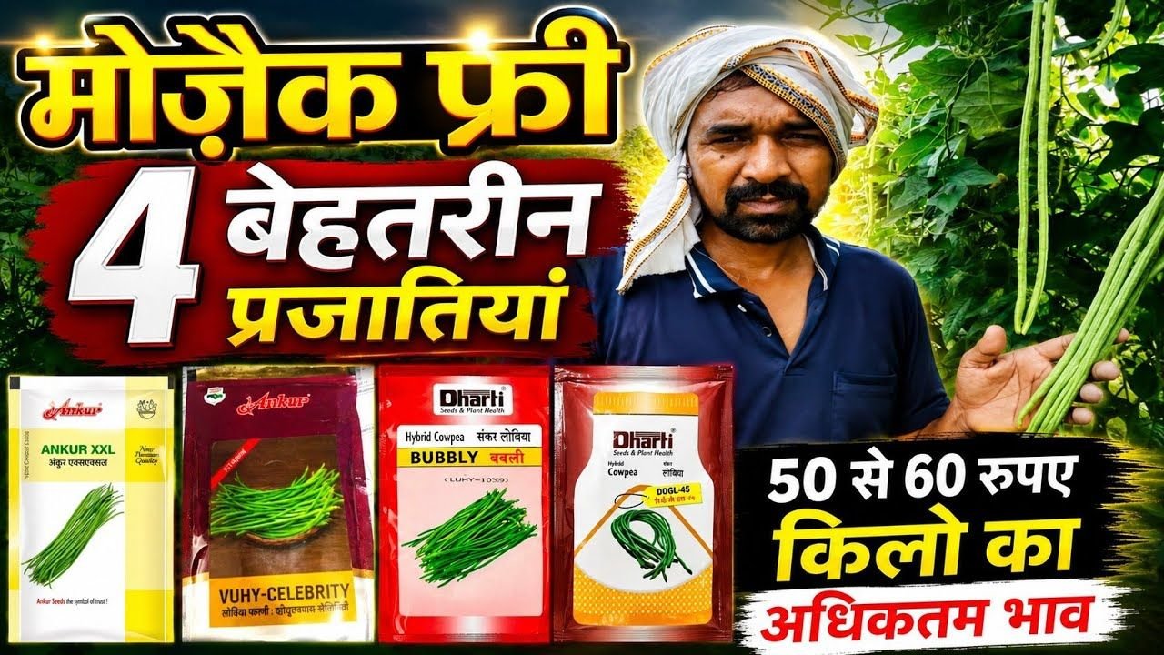 एक एकड़ से 3 लाख का प्रॉफिट। ankur xxl ,dharti seeds ddgl 45 ,top vairayti