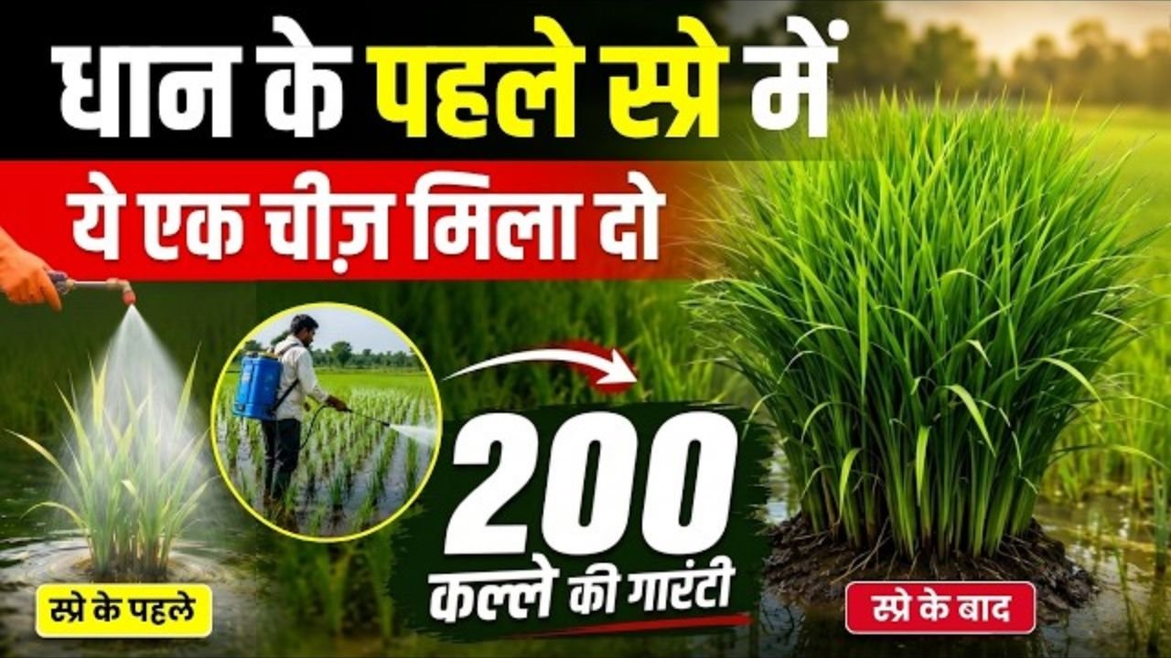 EP-05 || फसल प्रबंधन - धान || धान में पहले स्प्रे से मिलेगा जबरदस्त रिजल्ट