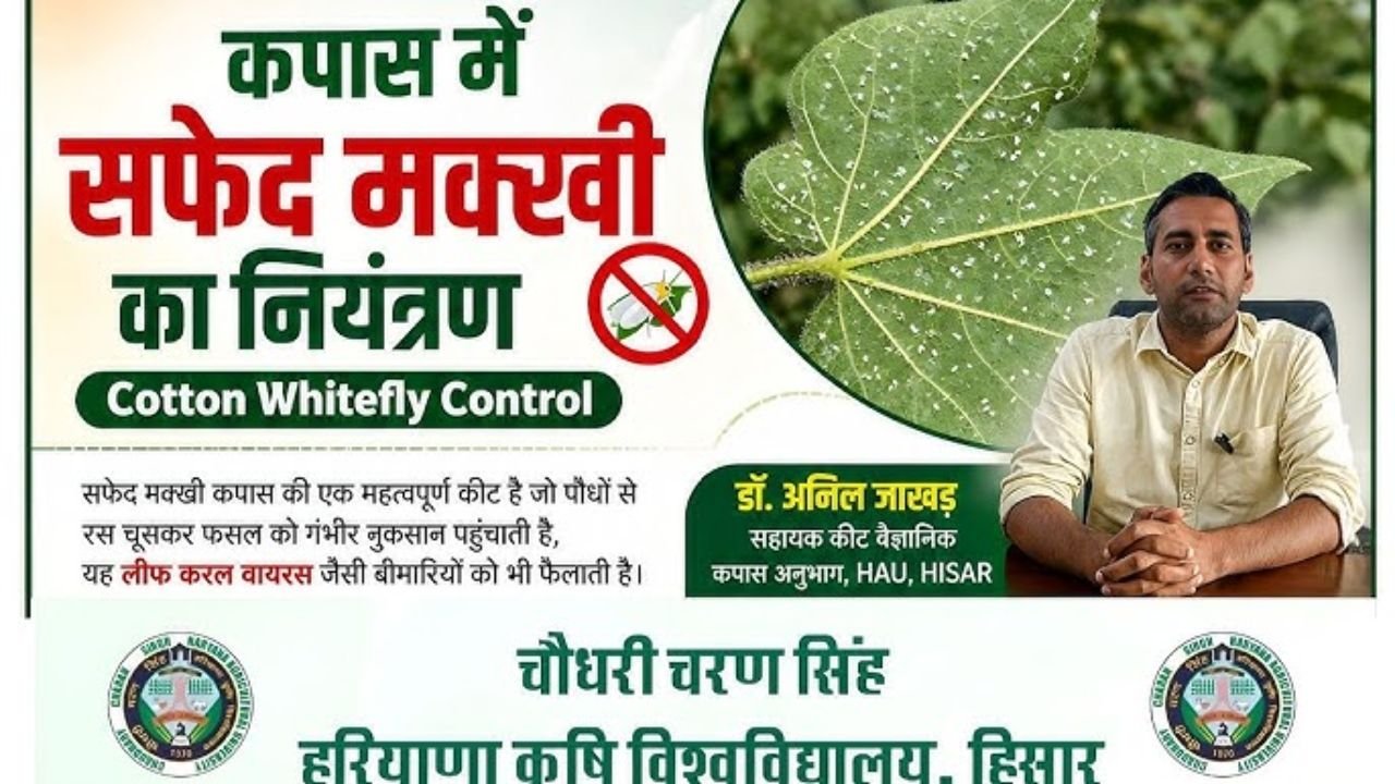 कपास में सफेद मक्खी का नियंत्रण।Cotton Whitefly Control - डॉ.अनिल जाखड,कीट वैज्ञानिक HAU,HISAR