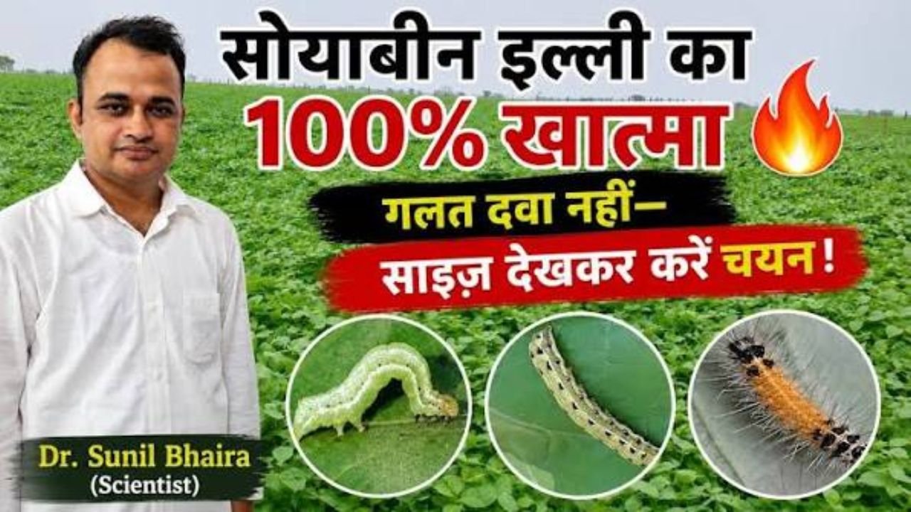 सोयाबीन में सभी इल्लियों का 100% खात्मा 🔥 किस साइज की इल्ली में कौन सा कीटनाशक सबसे असरदार