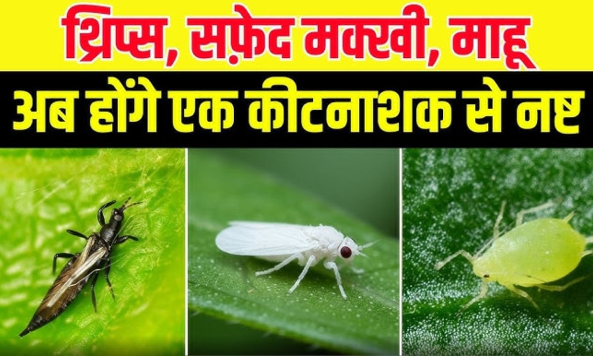 सफेद मक्खी, थ्रिप्स और माहू की सबसे अच्छी दवा | SWAL Tolpy Insecticide