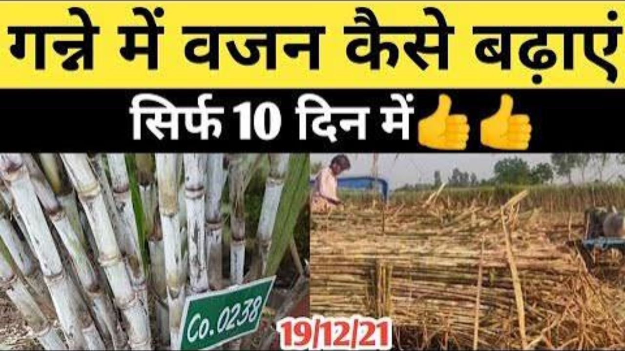 गन्ने की मोटाई और वजन कैसे बढ़ाए सिर्फ 8 दिन में । गन्ने के लिए जबरदस्त खाद मोटाई के लिए