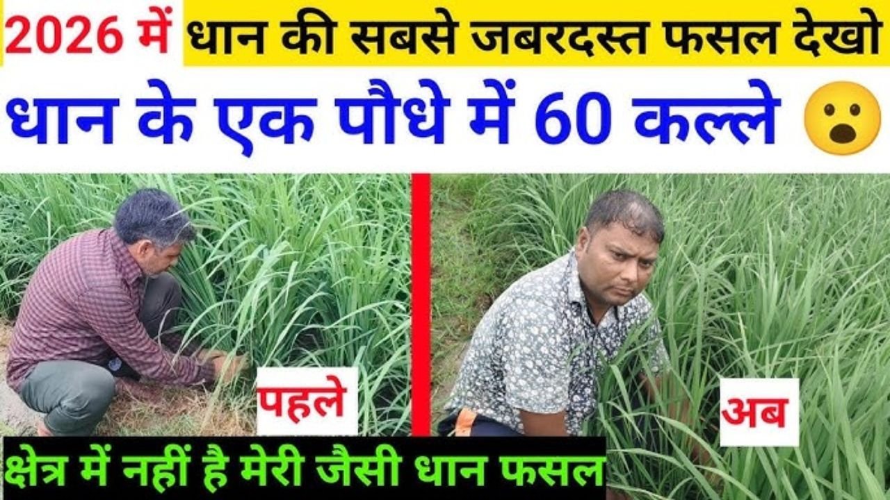 धान के एक पौधे में 60 कल्ले/2026 में धान की सबसे जबरदस्त फसल/धान पैदावार बढ़ाने का सीक्रेट फार्मूला