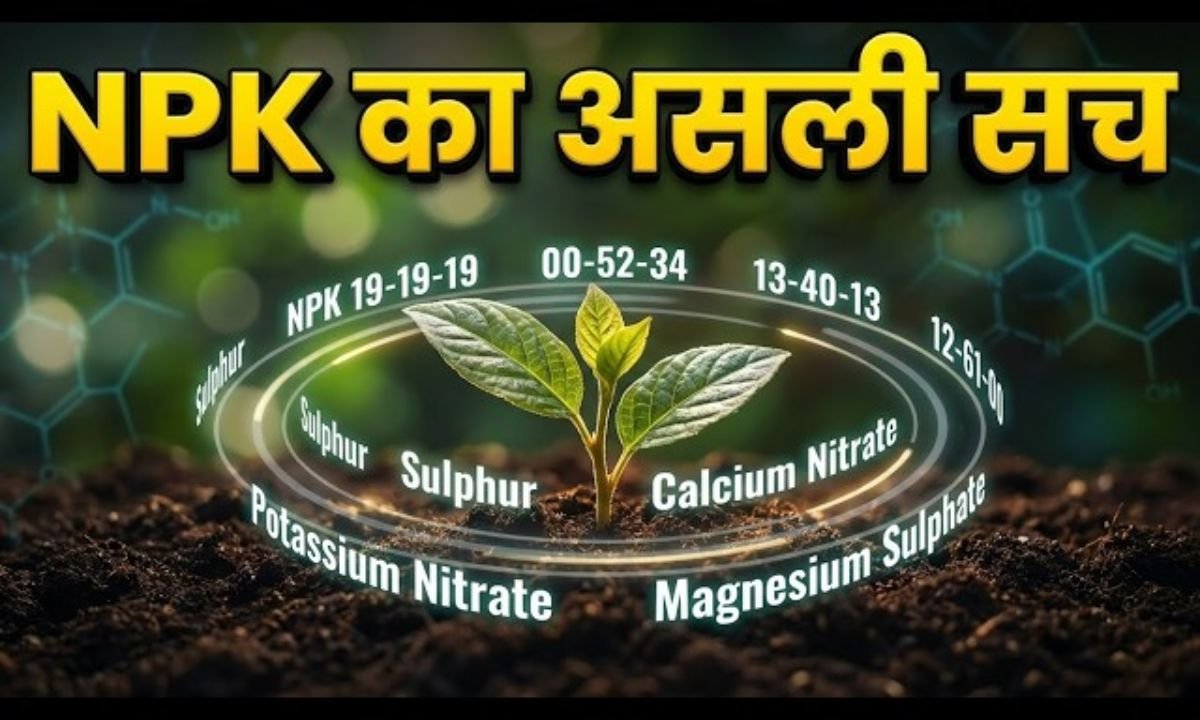 NPK का पूरा खेल समझिए! |पानी में घुलनशील उर्वरक 19:19:19,12:61:00,0:52:34,13:0:45, 0:0:50 कब दें